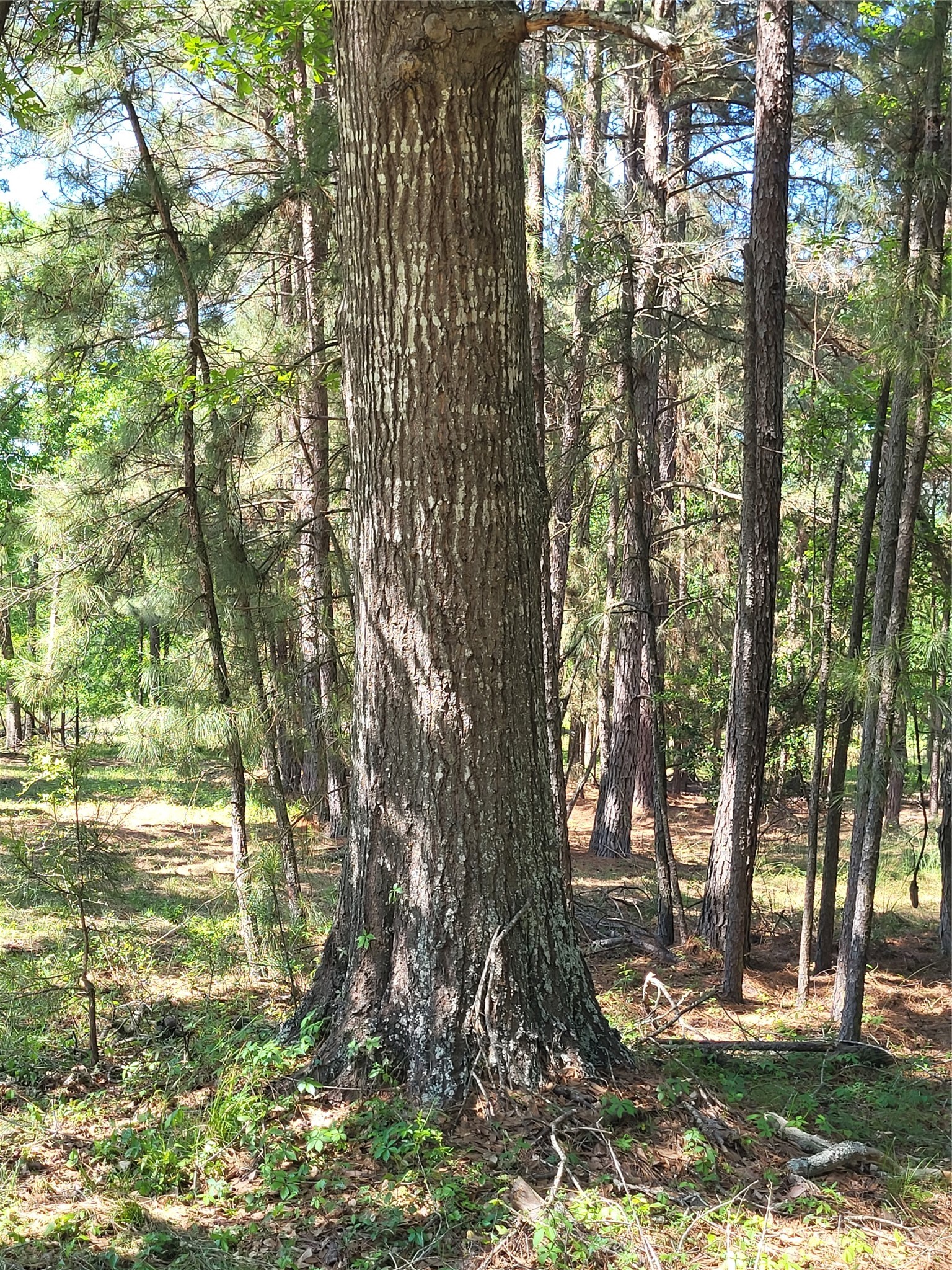 500 South Pine Lake Road Montgomery, TX 77316 - Photo 37 of 38 a view of outdoor space with trees