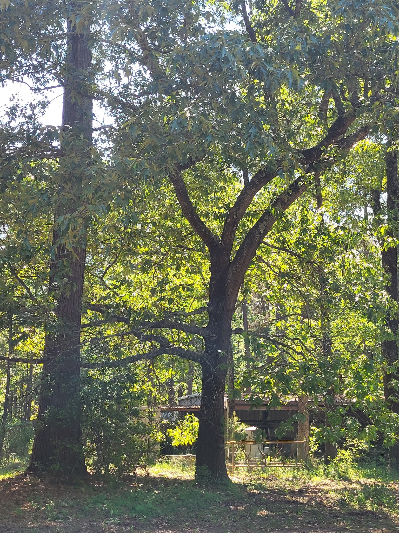 500 South Pine Lake Road Montgomery, TX 77316 - Photo 38 of 38 Good timber or a beautiful place for a home.