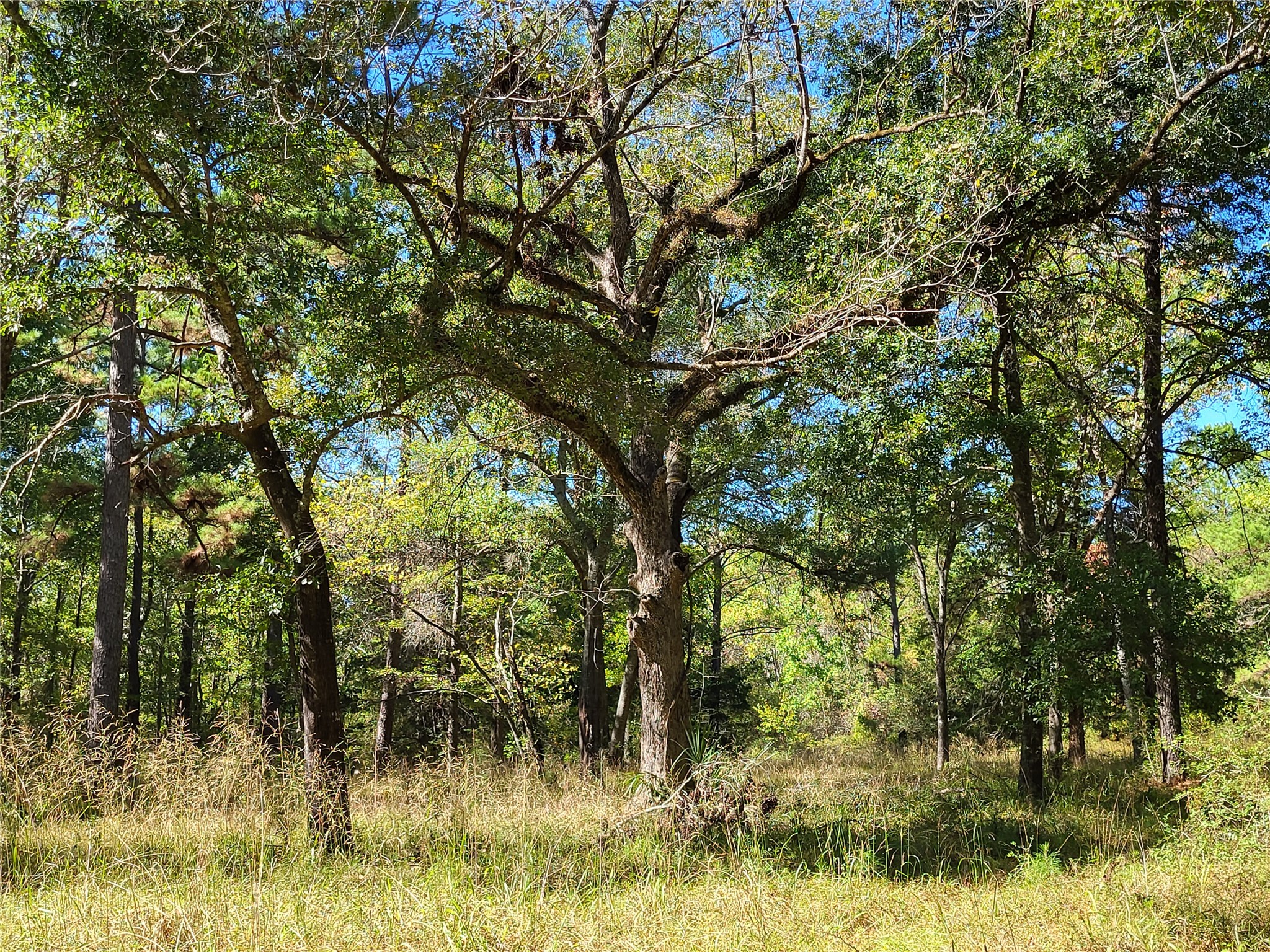 500 South Pine Lake Road Montgomery, TX 77316 - Photo 8 of 38 a backyard of a house with a yard and large trees