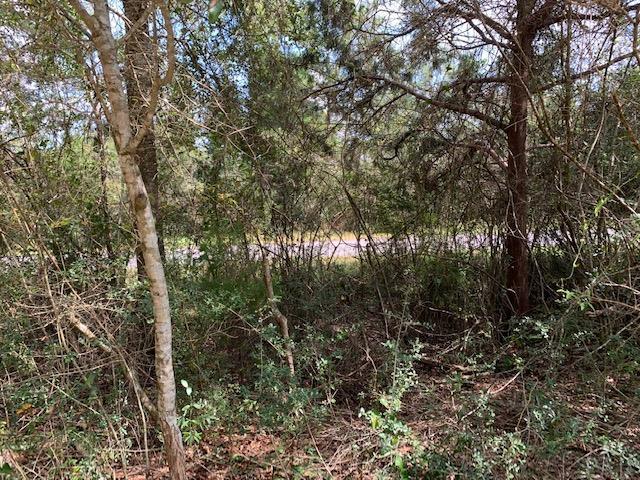 8029 Malone Road Milton, FL 32570 - Photo 5 of 20 Gallery Image 5