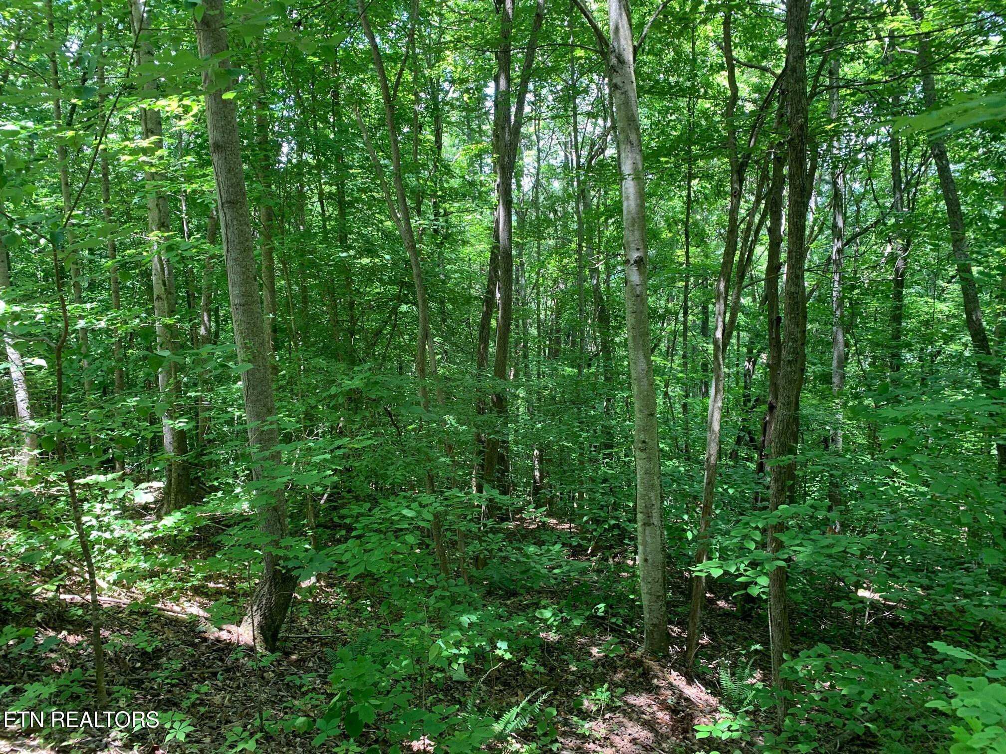 South Cove Road Maynardville, TN 37807 - Photo 5 of 9 7