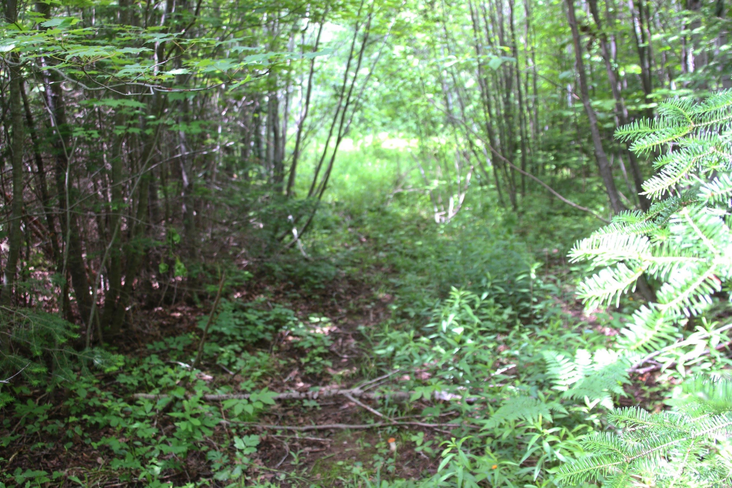 Bogus Road Deerbrook, WI 54424 - Photo 68 of 78