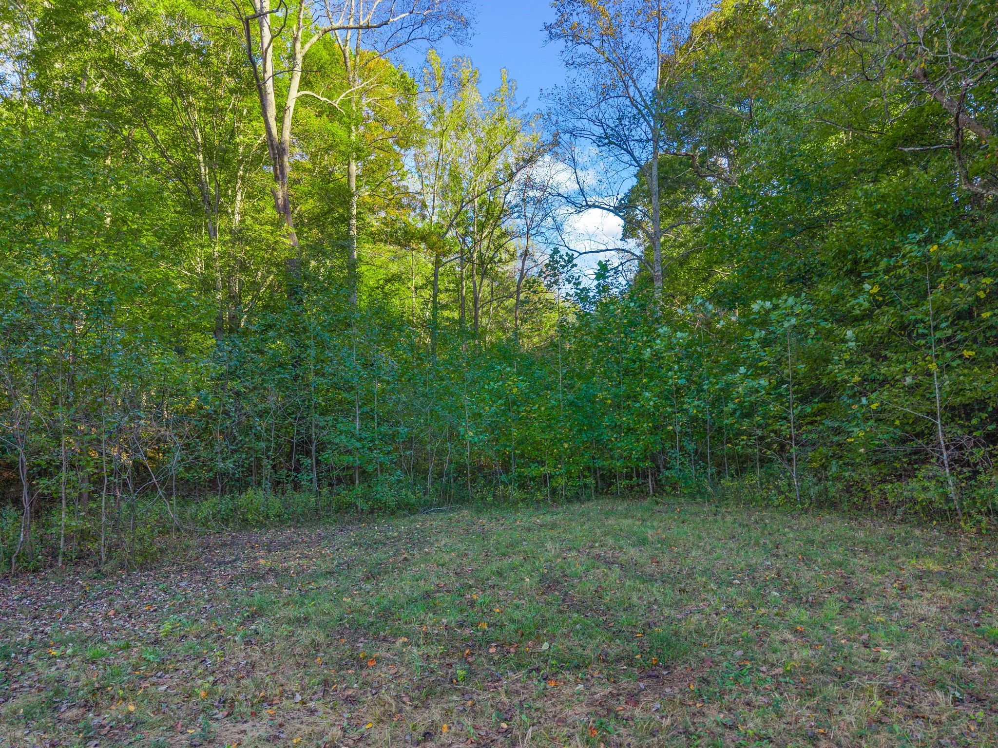 0 Cox Hollow Road Dover, TN 37058 - Photo 26 of 44 a view of a yard with a tree