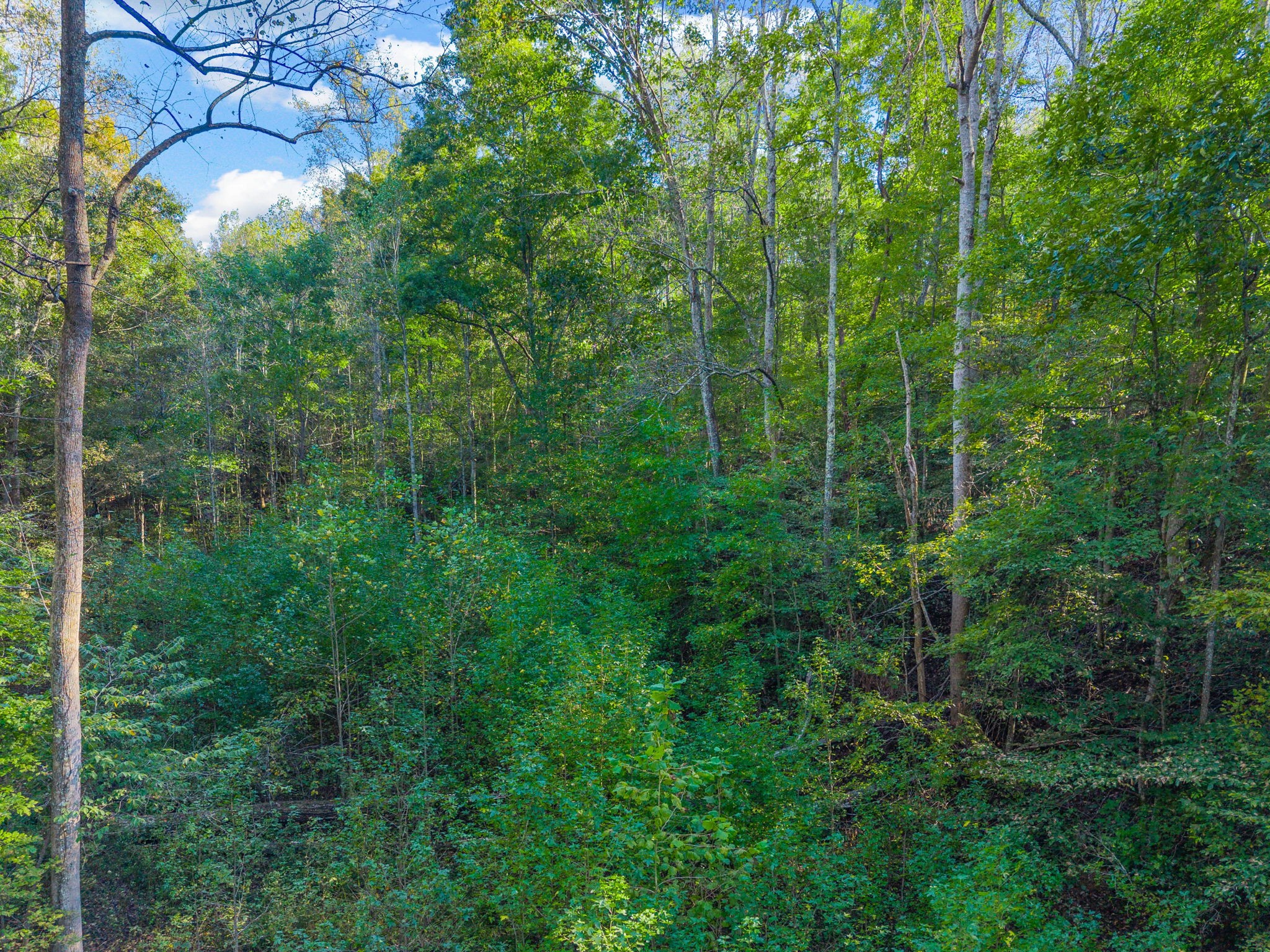 0 Cox Hollow Road Dover, TN 37058 - Photo 28 of 44 a view of a lush green forest