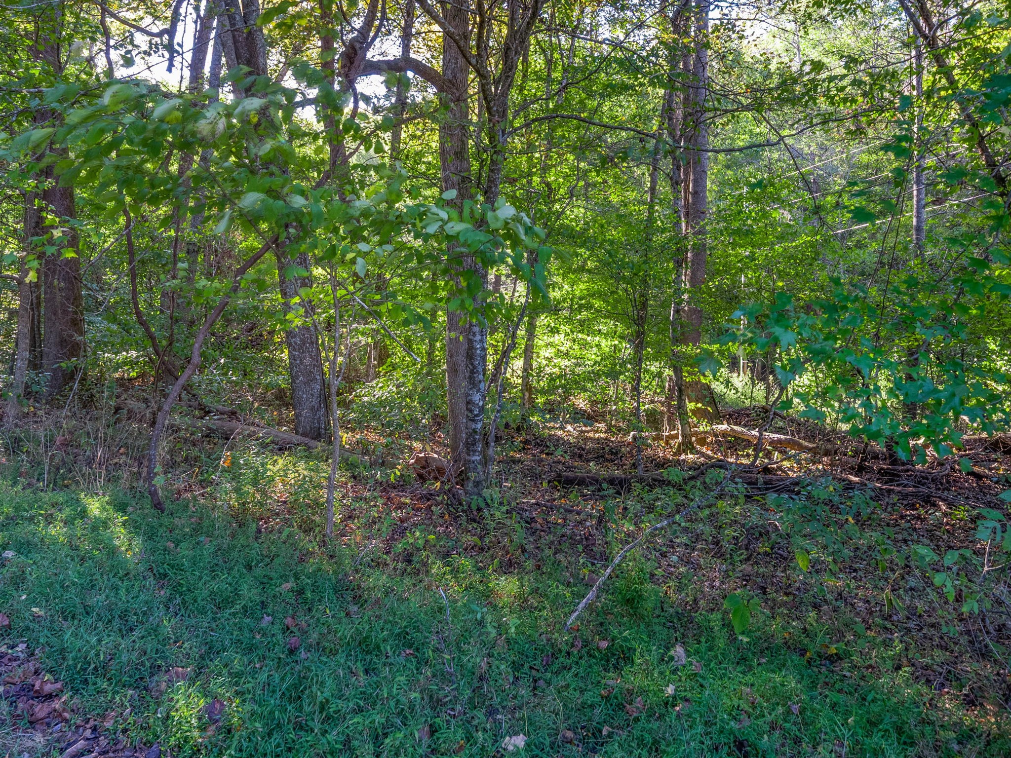 0 Cox Hollow Road Dover, TN 37058 - Photo 33 of 44 a view of a forest that has large trees