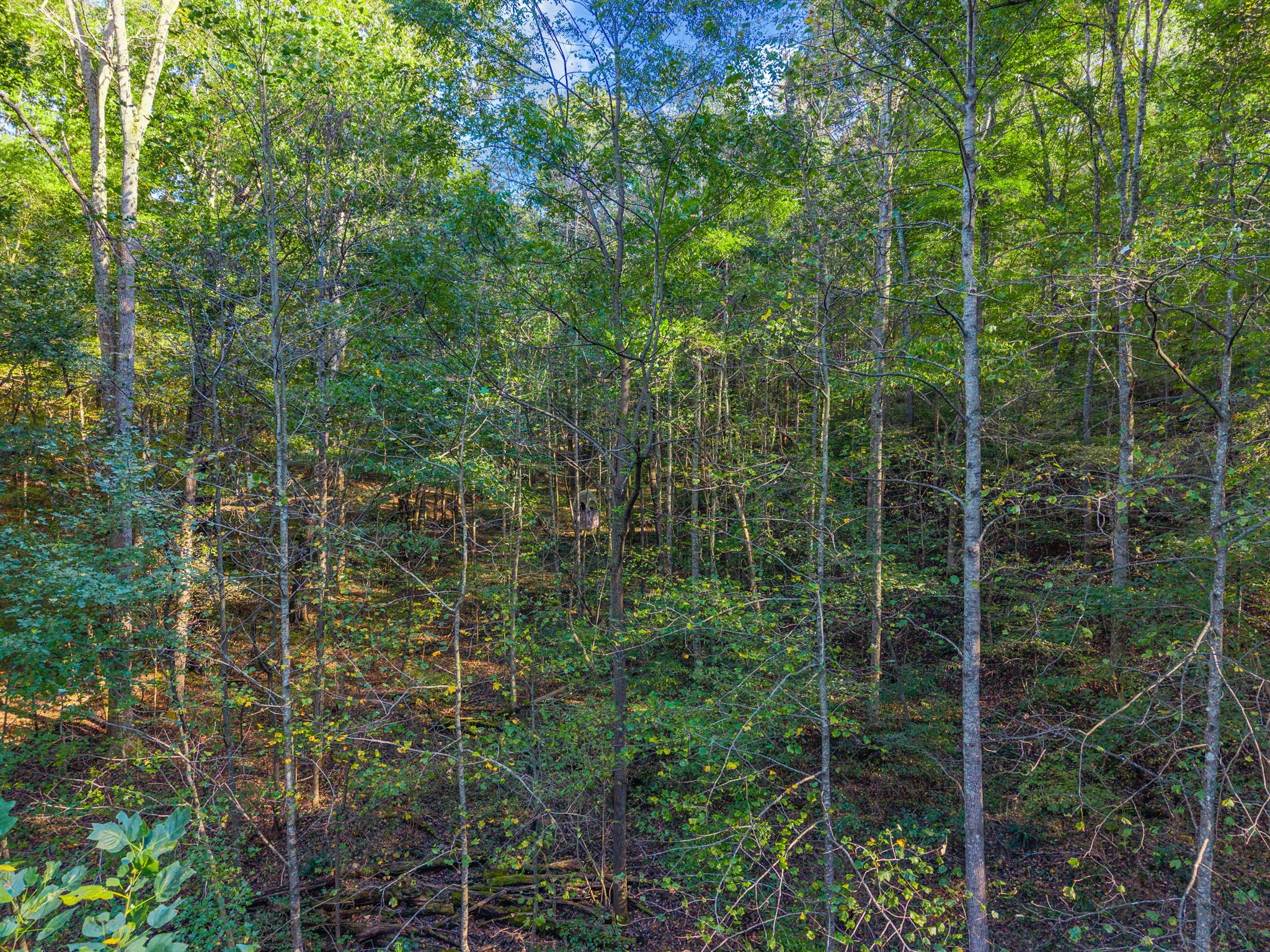 0 Cox Hollow Road Dover, TN 37058 - Photo 37 of 44