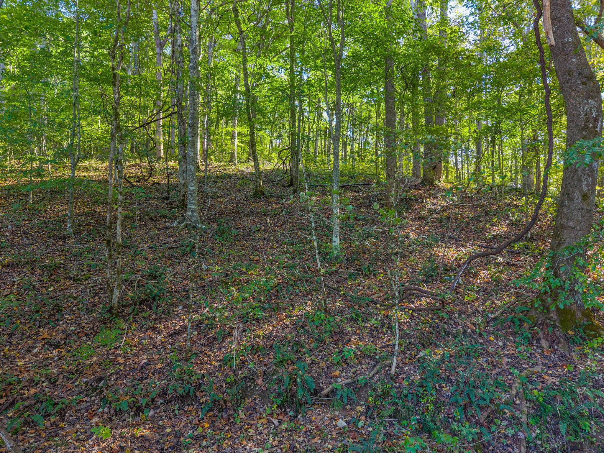0 Cox Hollow Road Dover, TN 37058 - Photo 39 of 44 a view of outdoor space and trees