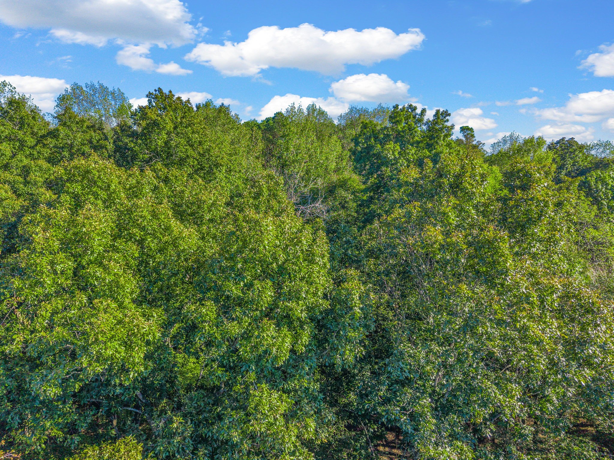 0 Cox Hollow Road Dover, TN 37058 - Photo 40 of 44 a view of a bunch of trees