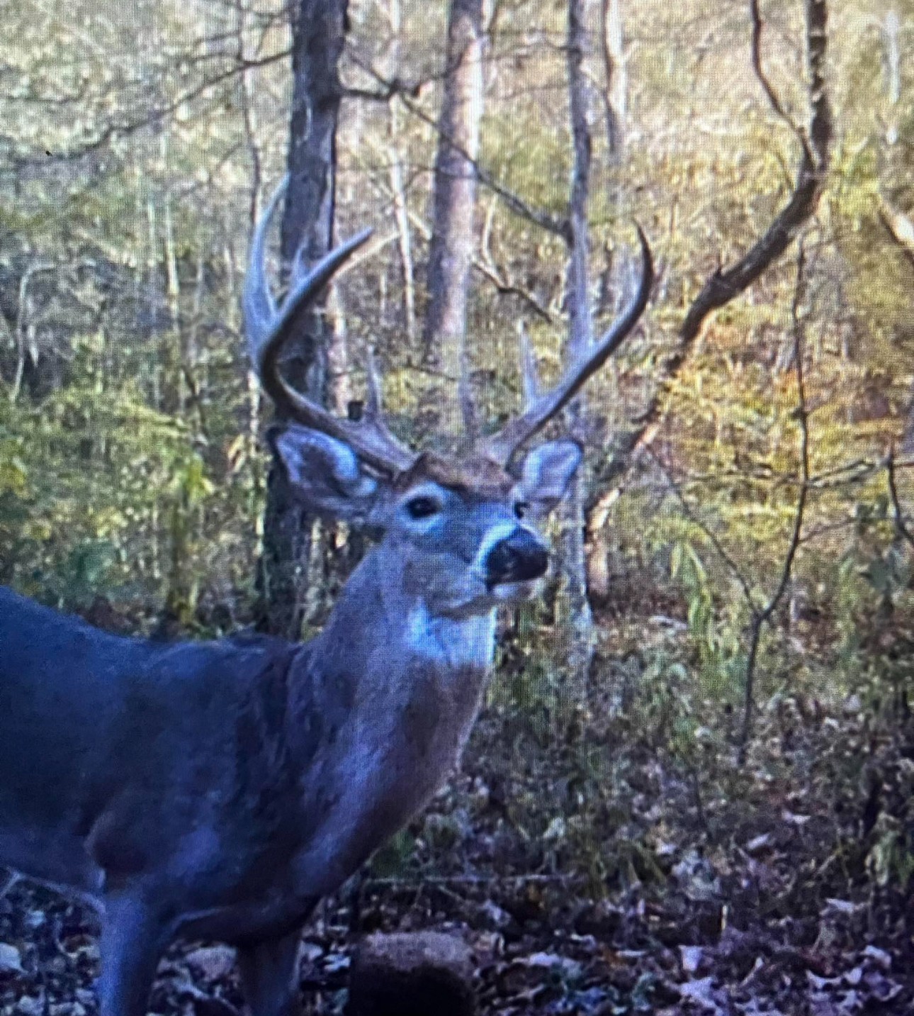 0 Cox Hollow Road Dover, TN 37058 - Photo 44 of 44