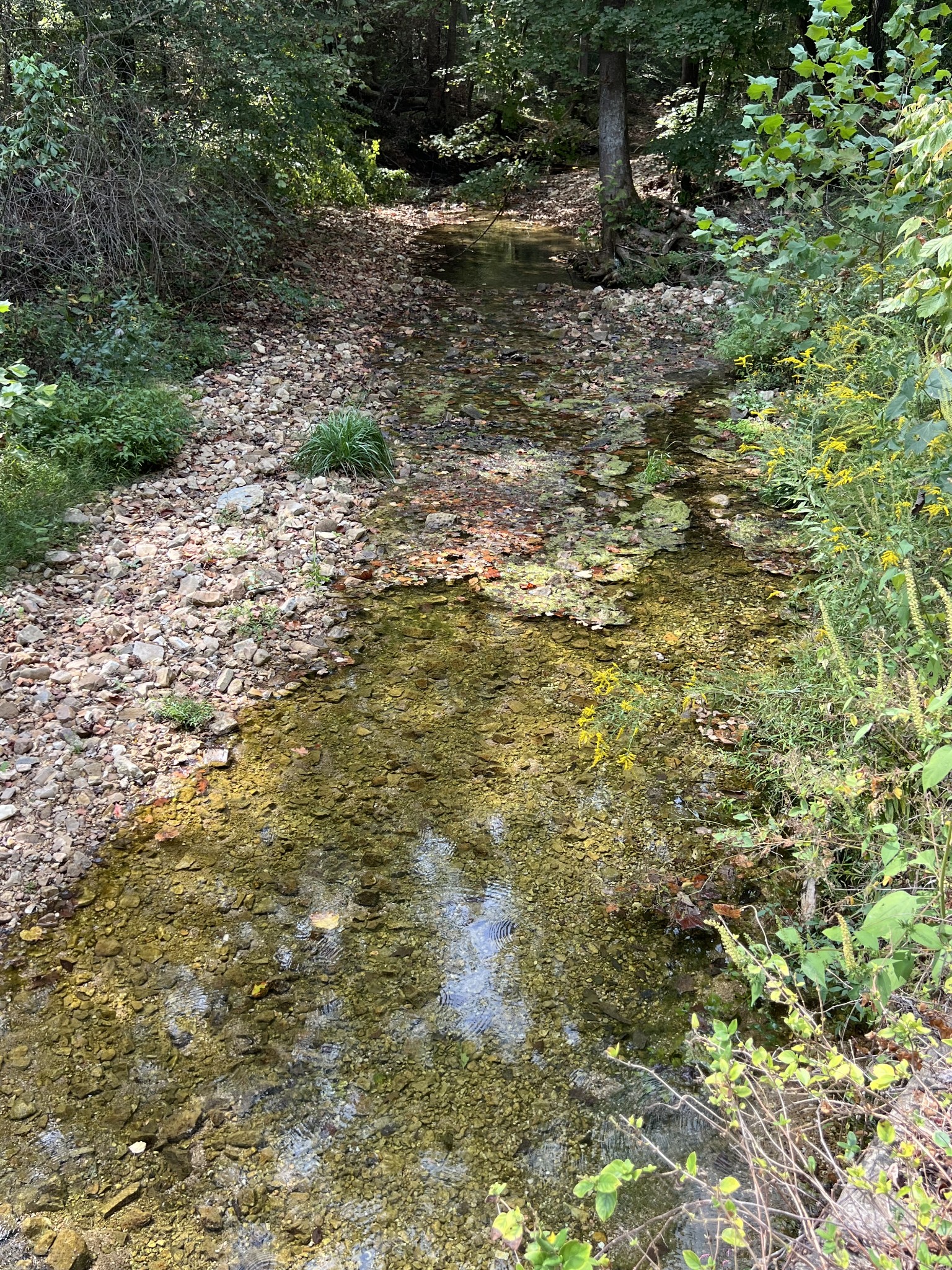 0 Cox Hollow Road Dover, TN 37058 - Photo 7 of 44 a view of a yard with plants