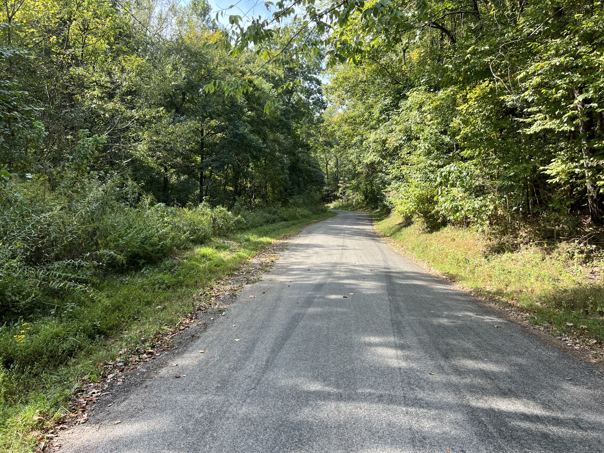 0 Cox Hollow Road Dover, TN 37058 - Photo 9 of 44 a view of a yard with plants and large trees