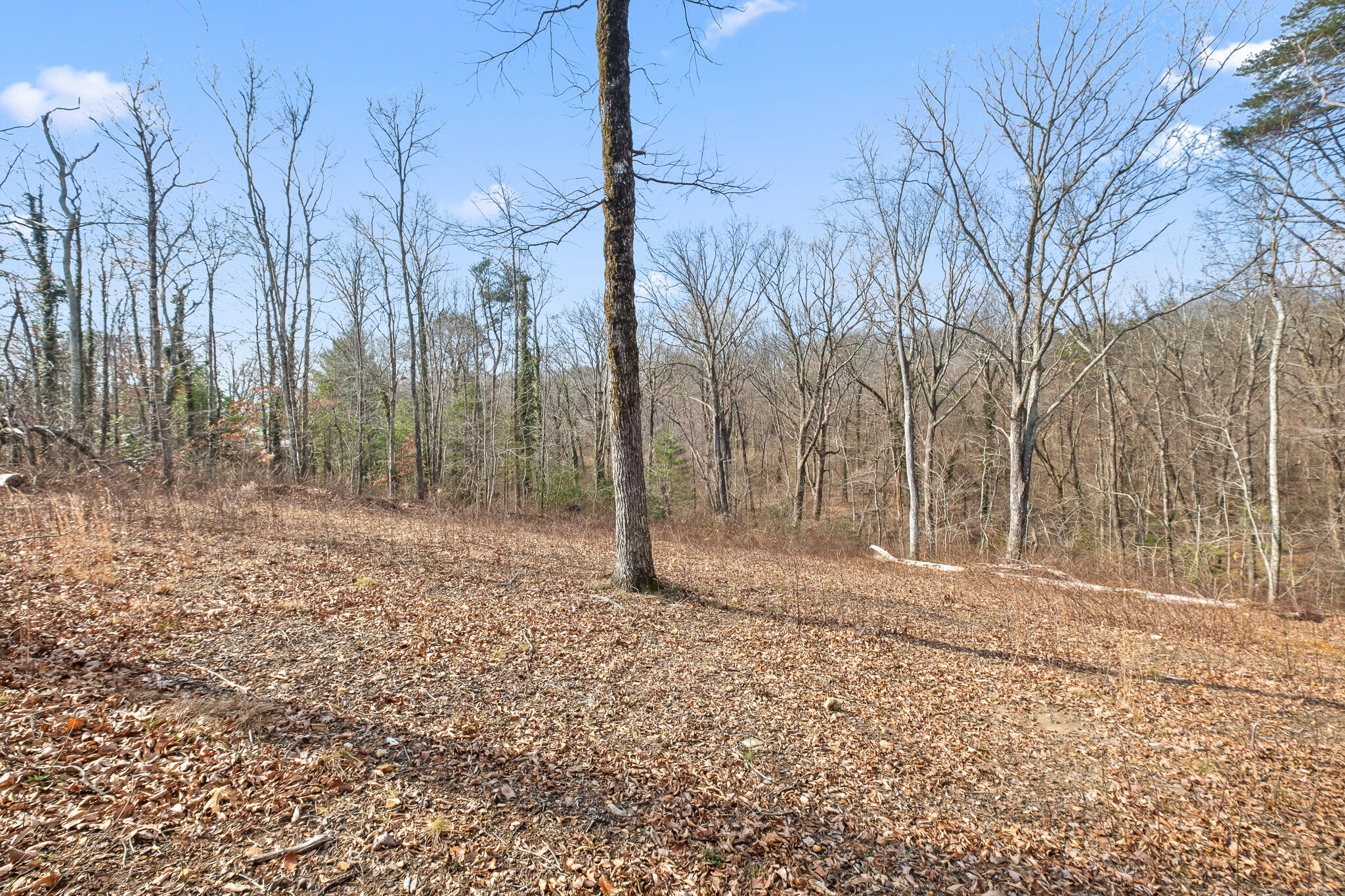 0 East Brow Road, Unit LOT 12 Signal Mountain, TN 37377 - Photo 29 of 37 Acreage