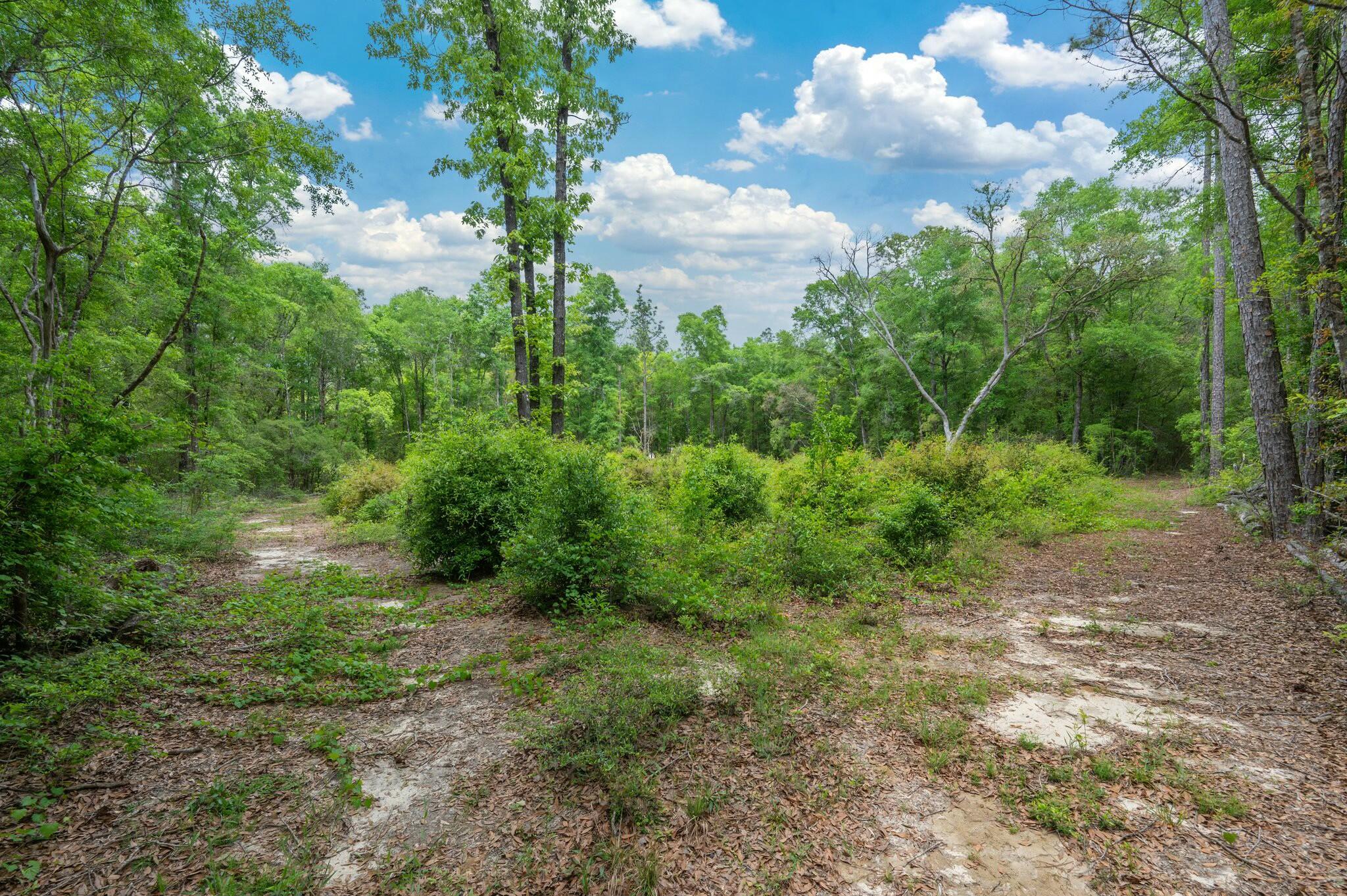 6188 Old River Road Baker, FL 32531 - Photo 30 of 34 a view of a big yard with lots of green space