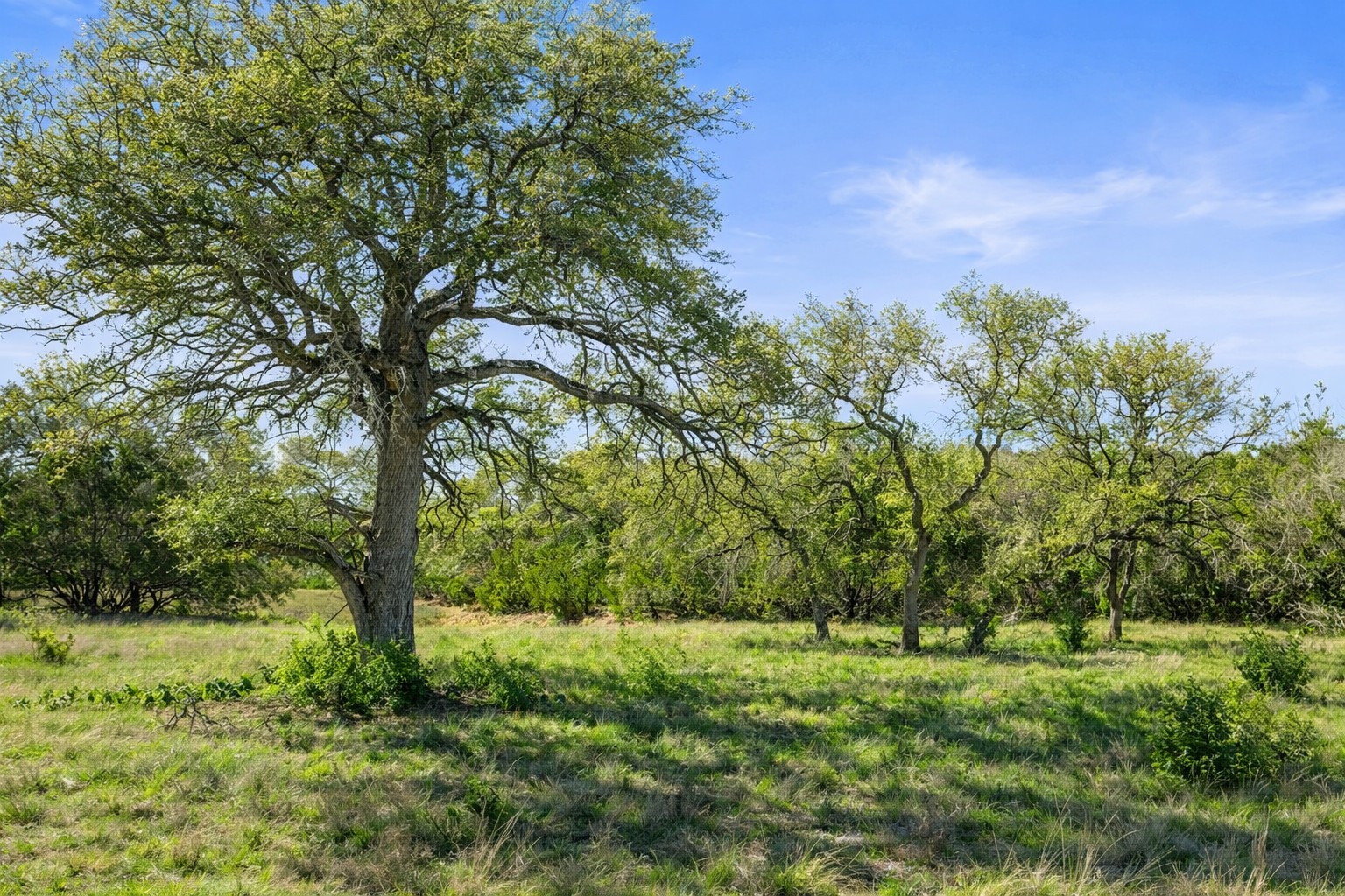 0 Lone Star Oak Ranch Johnson City, TX 78636 - Photo 20 of 24 Grass Enhanced