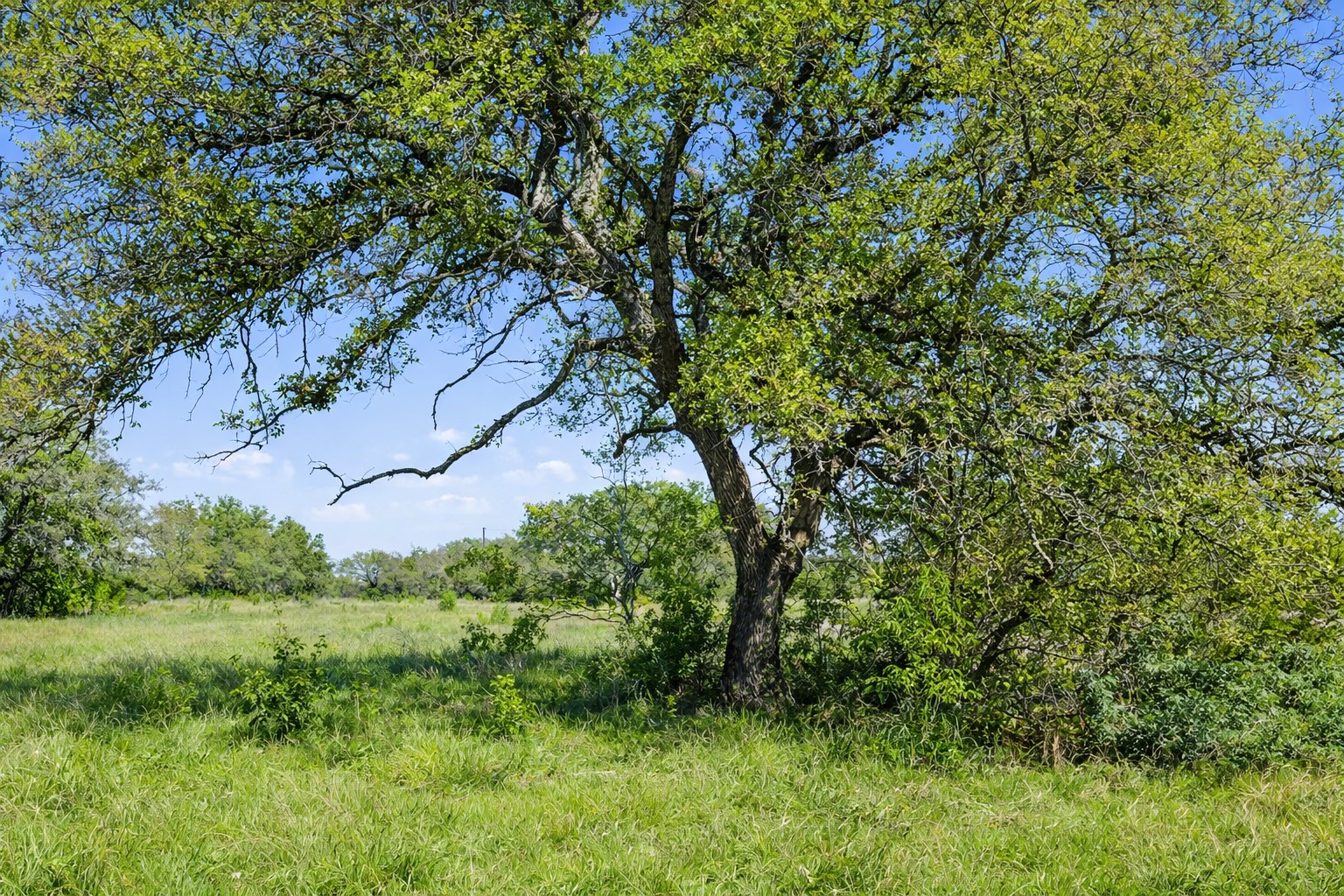 0 Lone Star Oak Ranch Johnson City, TX 78636 - Photo 4 of 24 Grass Enhanced