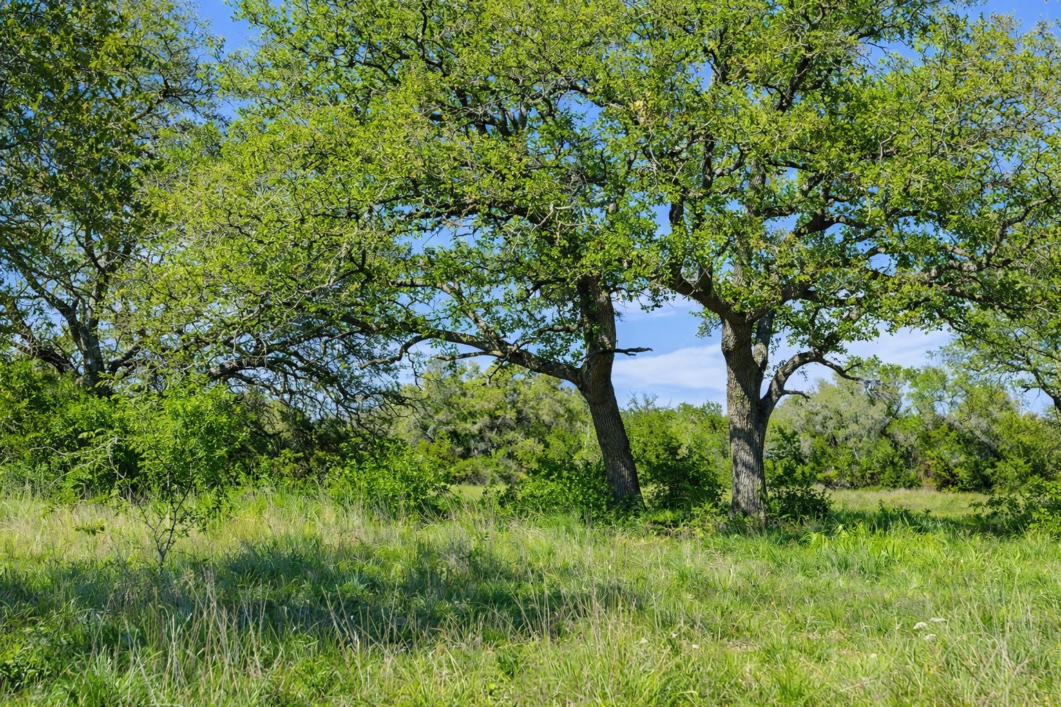 0 Lone Star Oak Ranch Johnson City, TX 78636 - Photo 7 of 24 Grass Enhanced