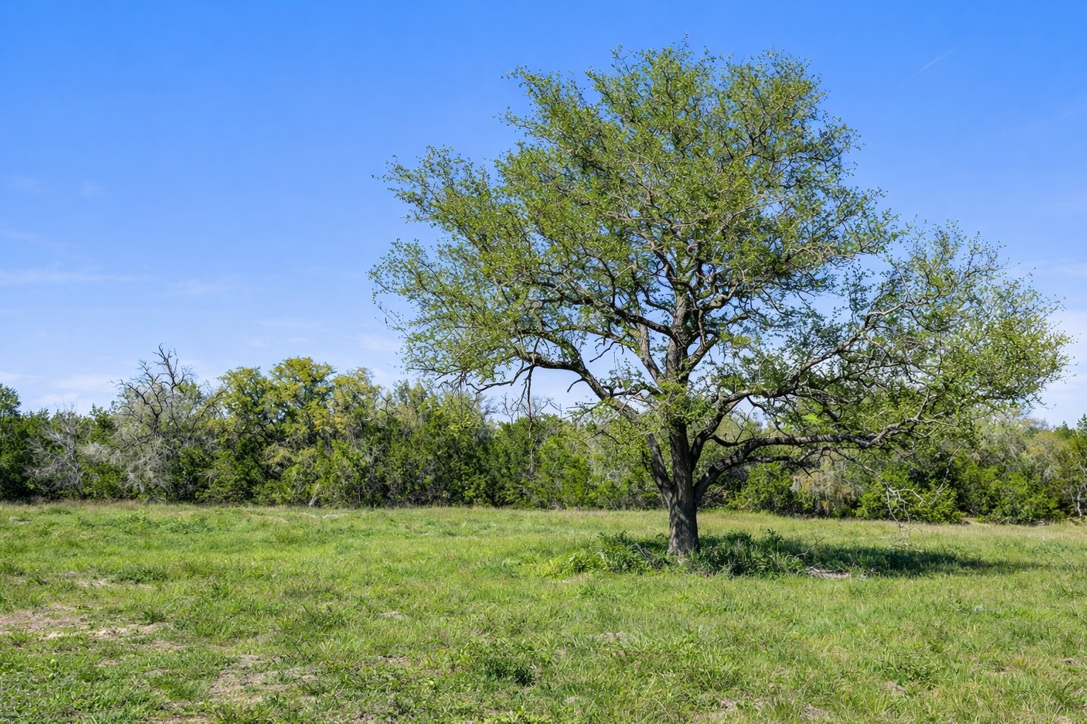 0 Lone Star Oak Ranch Johnson City, TX 78636 - Photo 8 of 24 Grass Enhanced