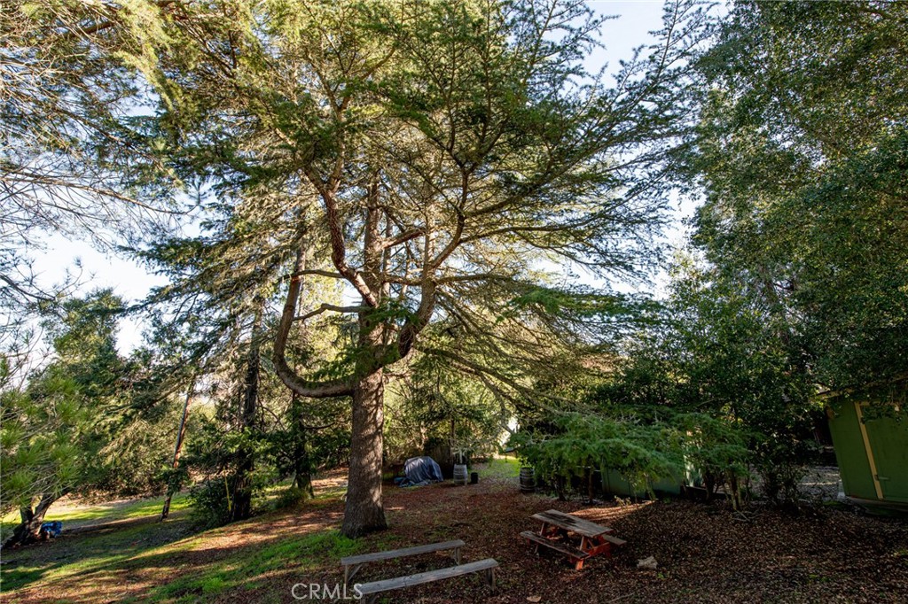 8255 Balboa Road Atascadero, CA 93422 - Photo 64 of 72 a picture of tree