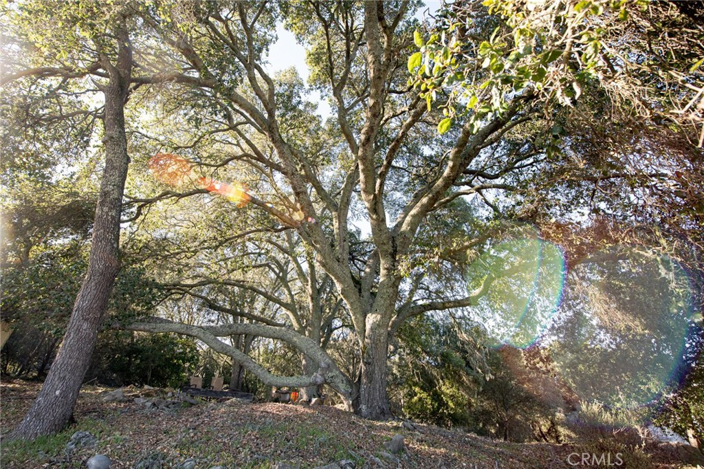 8255 Balboa Road Atascadero, CA 93422 - Photo 69 of 72 a backyard of a house with lots of trees