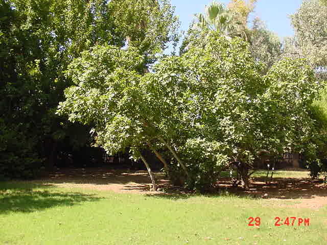 314 East Harvard Avenue Gilbert, AZ 85234 - Photo 8 of 8 8