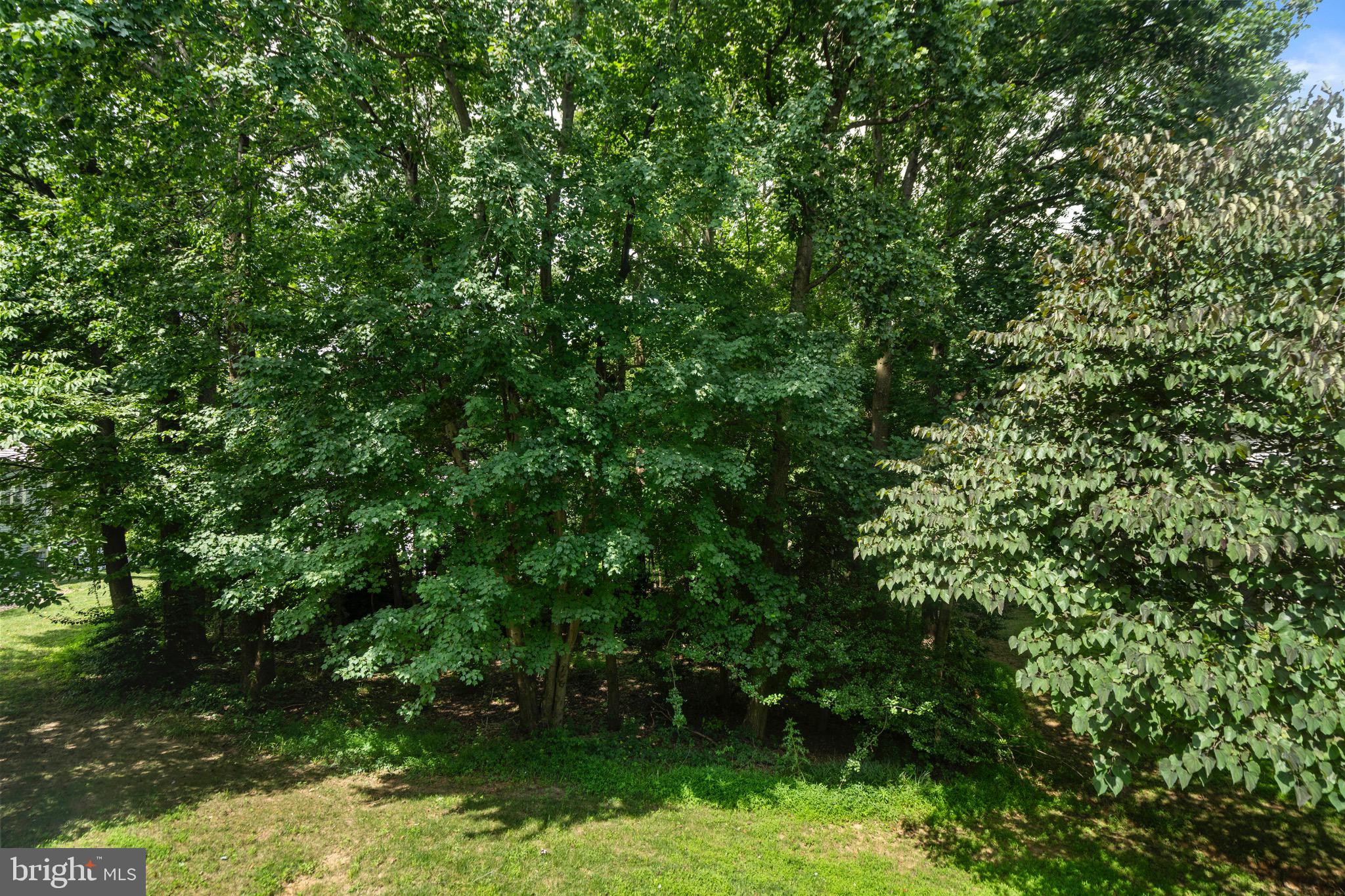 1281 Wedgewood Manor Way Reston, VA 20194 - Photo 52 of 56 Back yard shielded by large trees