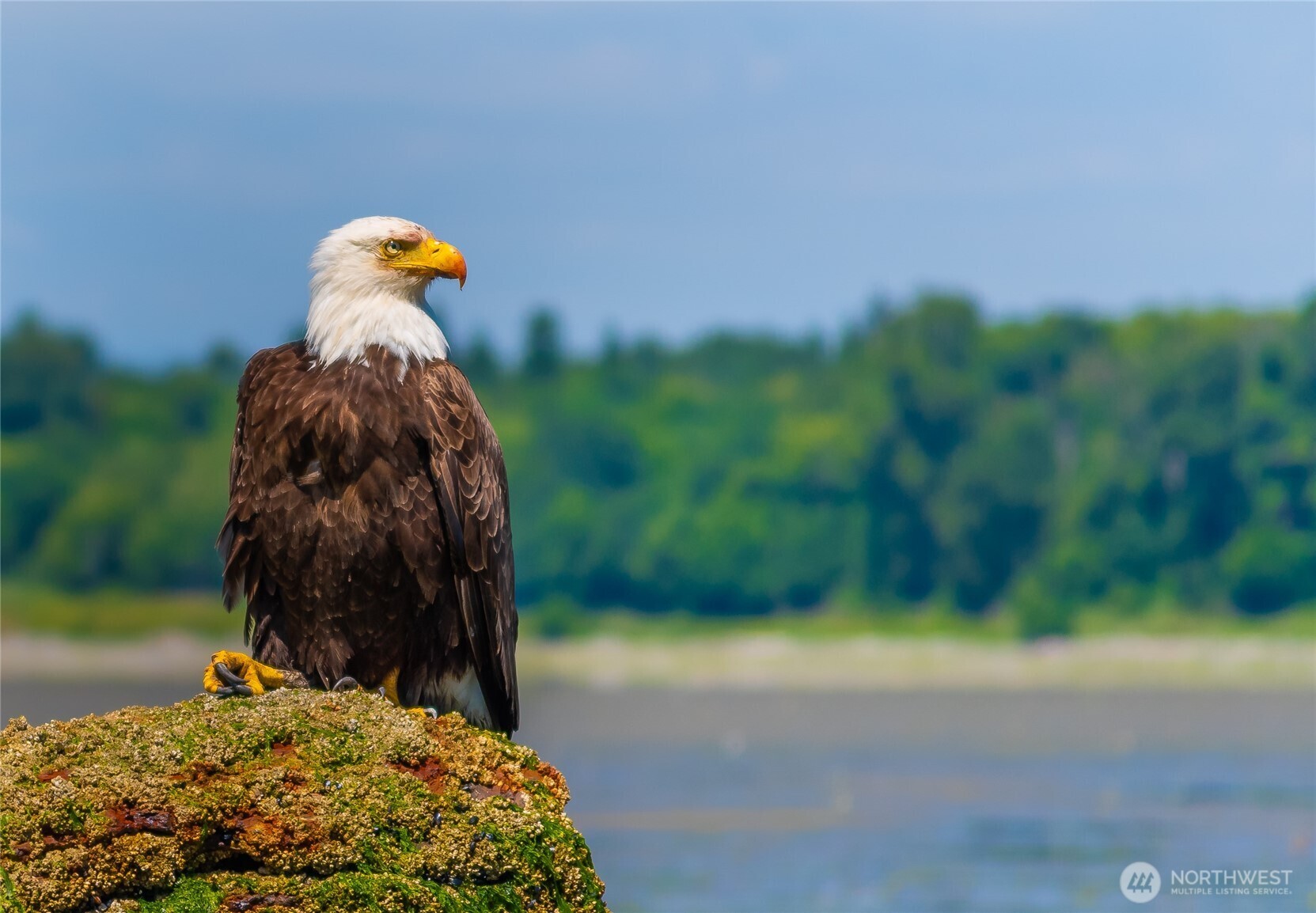 9525 Semiahmoo Parkway, Unit A204 Blaine, WA 98230 - Photo 37 of 37 a view of a bird bath