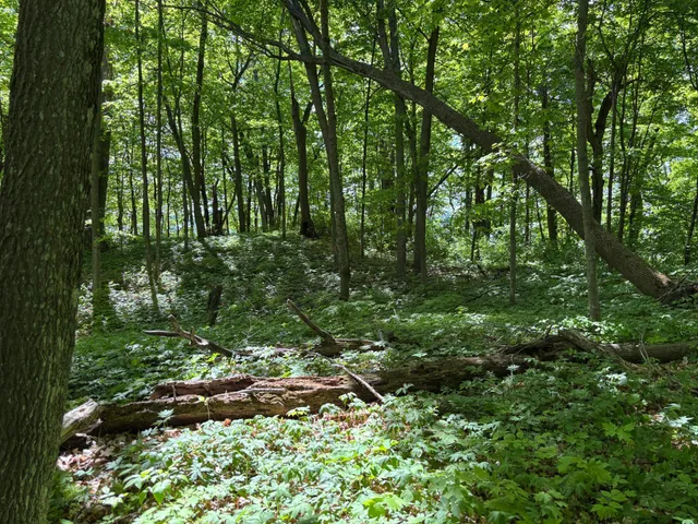 $335,000 | Tbd Tbd Tbd, Walker, MN 56484