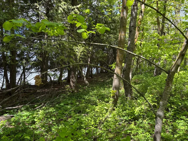 $335,000 | Tbd Tbd Tbd, Walker, MN 56484