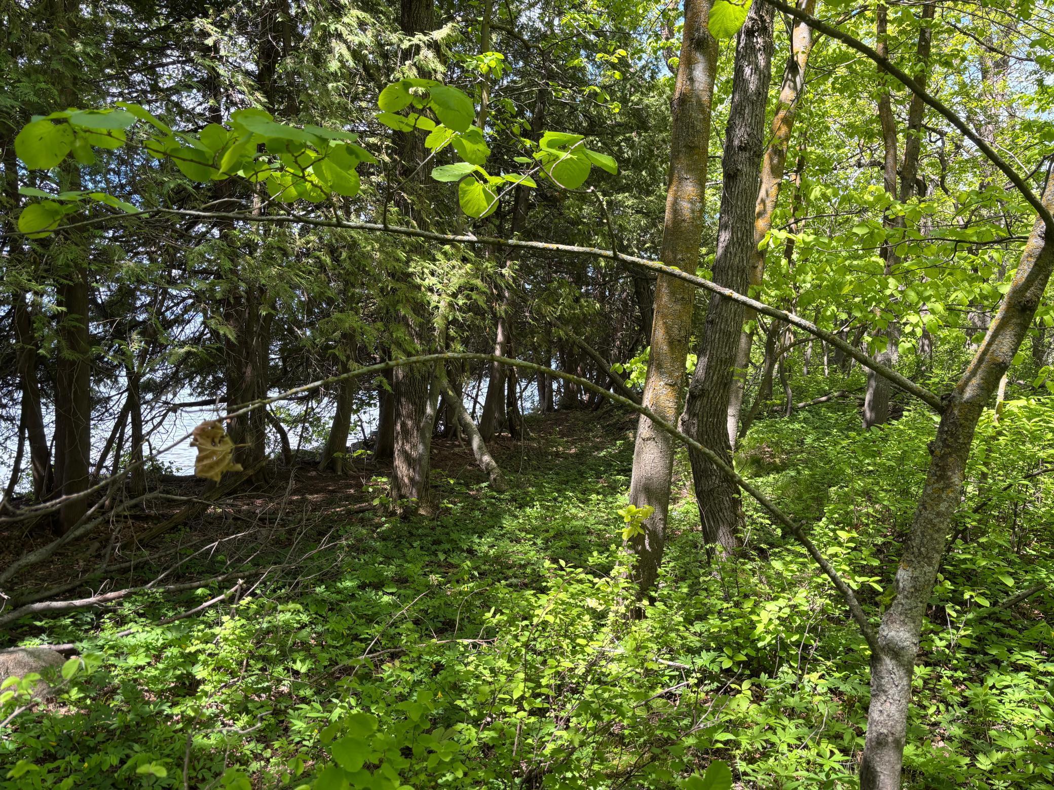 Tbd Tbd Tbd Walker, MN 56484 - Photo 15 of 33