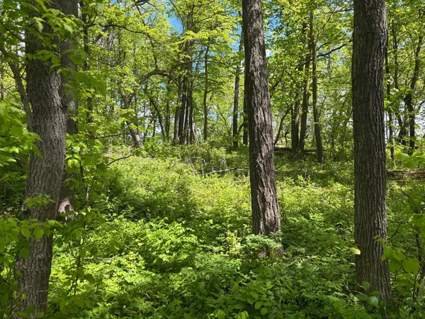 $335,000 | Tbd Tbd Tbd, Walker, MN 56484