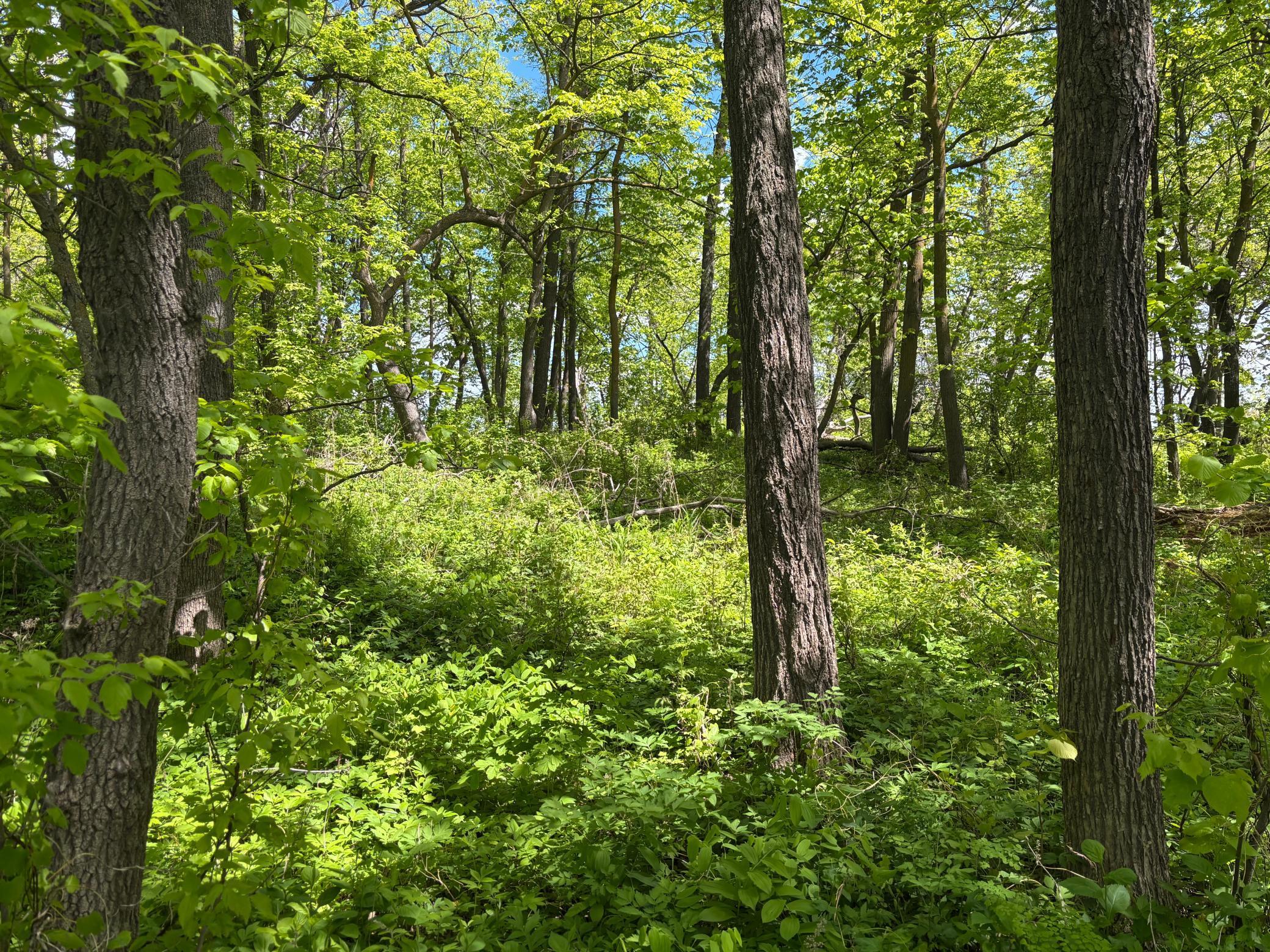 Tbd Tbd Tbd Walker, MN 56484 - Photo 21 of 33