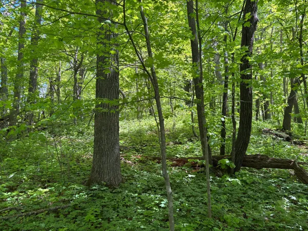 $335,000 | Tbd Tbd Tbd, Walker, MN 56484