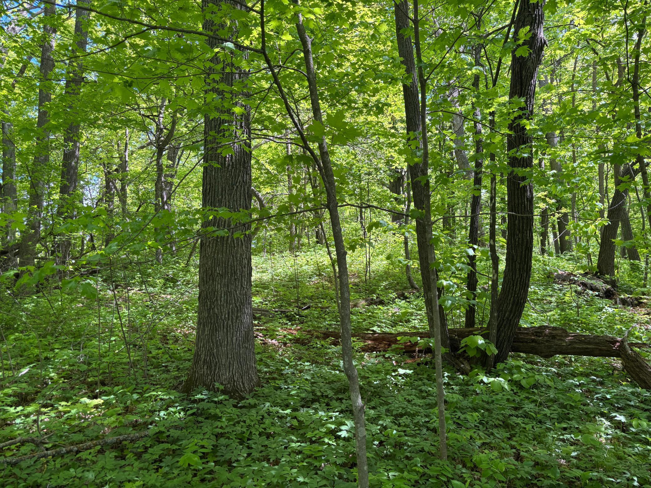 Tbd Tbd Tbd Walker, MN 56484 - Photo 22 of 33