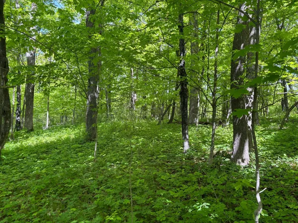 $335,000 | Tbd Tbd Tbd, Walker, MN 56484