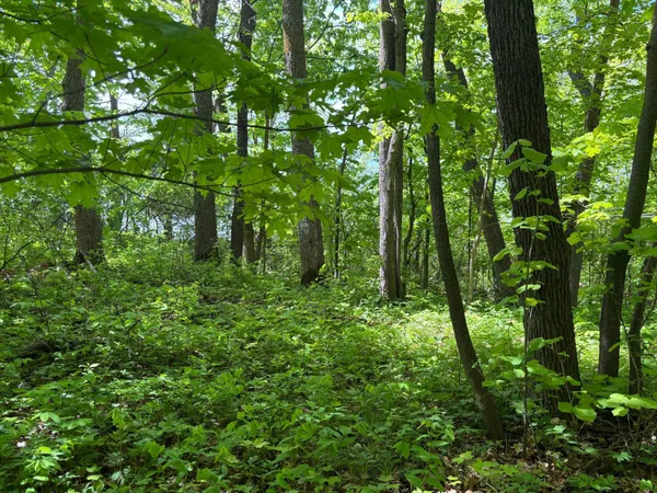 $335,000 | Tbd Tbd Tbd, Walker, MN 56484
