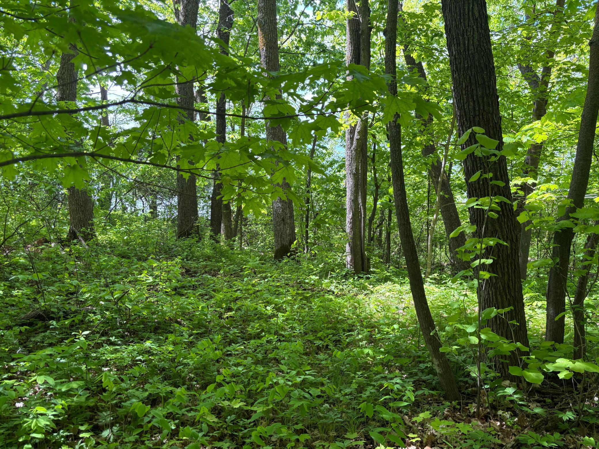 Tbd Tbd Tbd Walker, MN 56484 - Photo 24 of 33