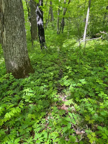 $335,000 | Tbd Tbd Tbd, Walker, MN 56484