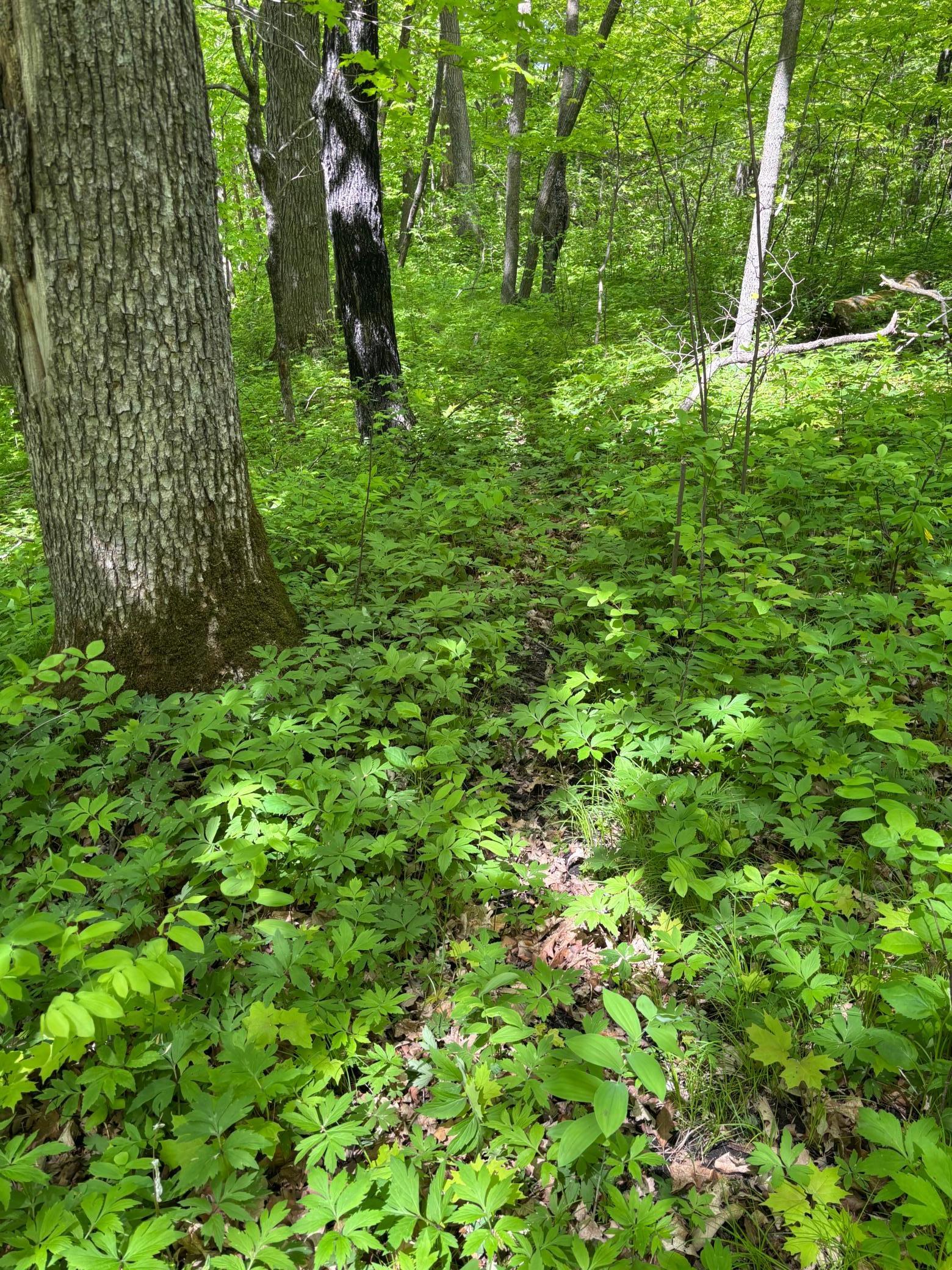 Tbd Tbd Tbd Walker, MN 56484 - Photo 25 of 33