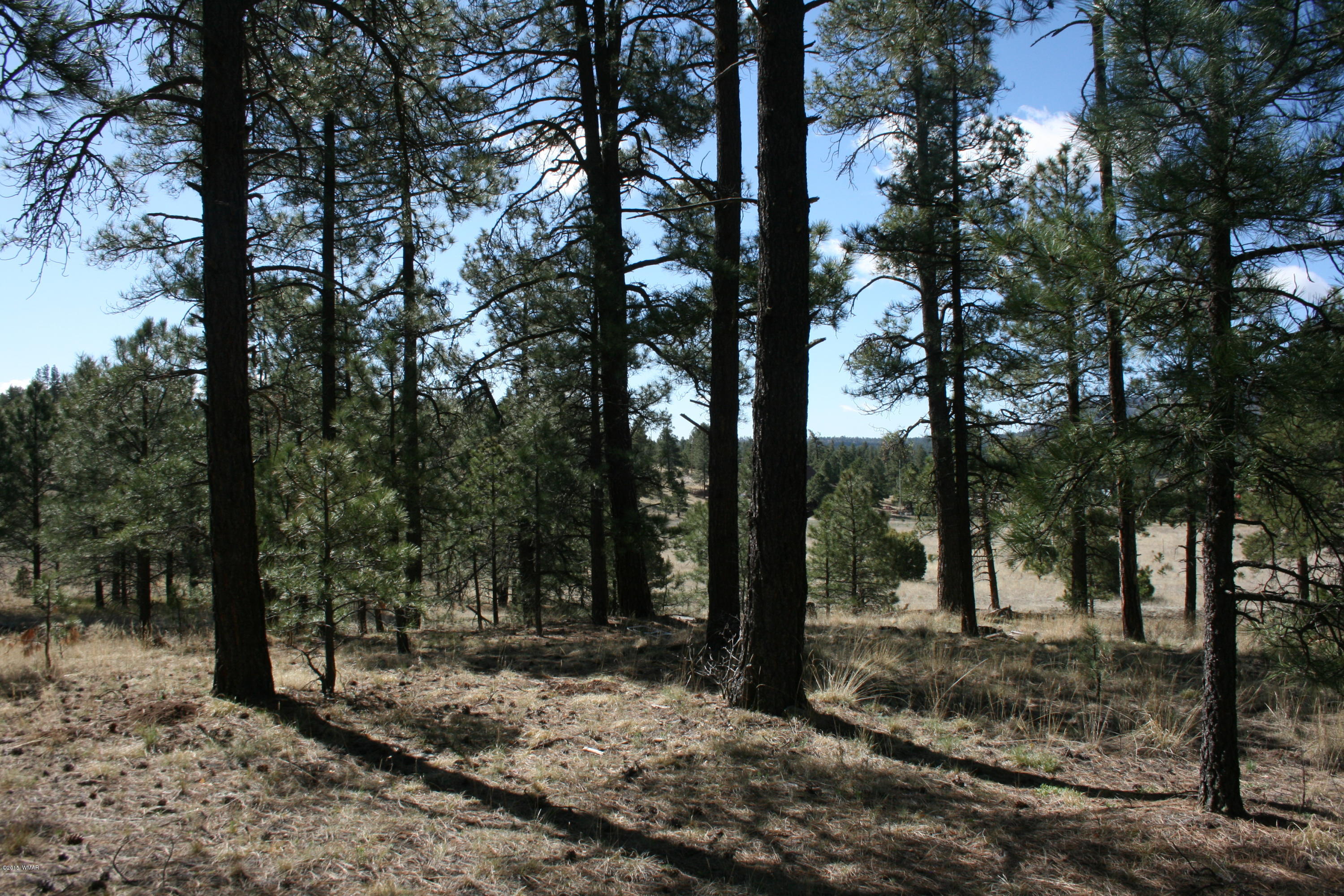 11 B L Z Ranch Road Alpine, AZ 85920 - Photo 12 of 43