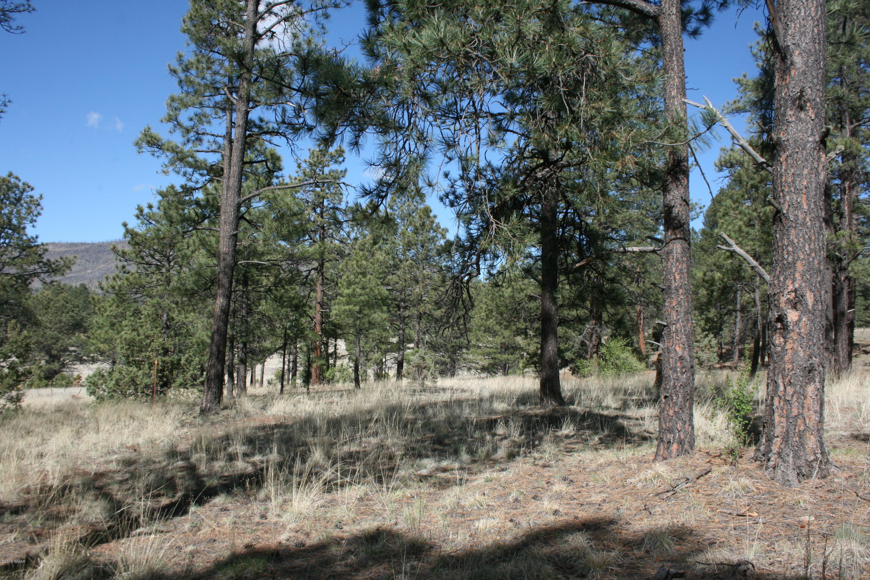 11 B L Z Ranch Road Alpine, AZ 85920 - Photo 14 of 43