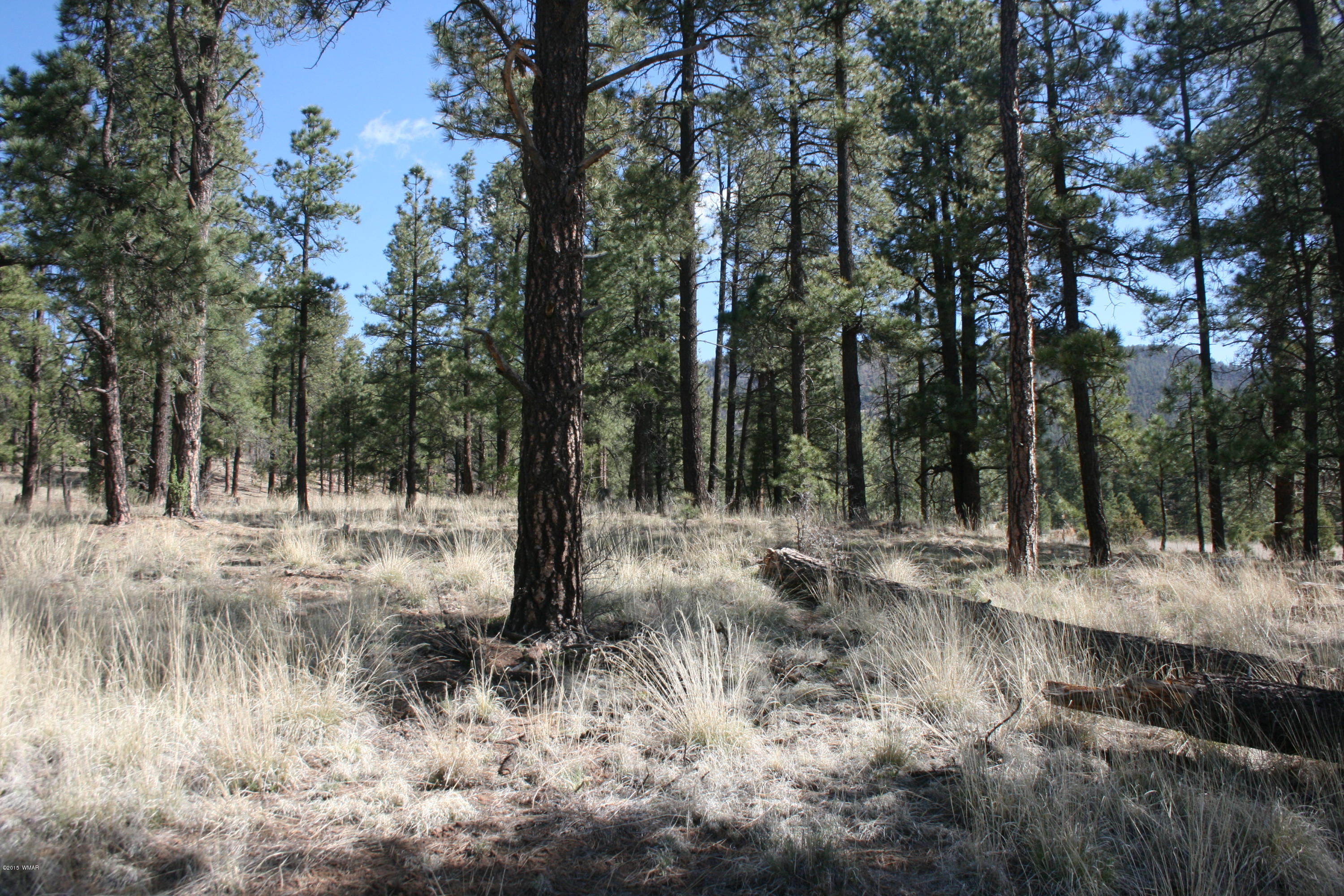 11 B L Z Ranch Road Alpine, AZ 85920 - Photo 19 of 43