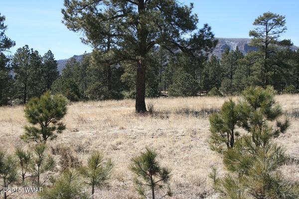 11 B L Z Ranch Road Alpine, AZ 85920 - Photo 22 of 43