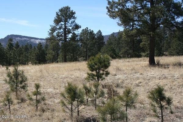 11 B L Z Ranch Road Alpine, AZ 85920 - Photo 26 of 43