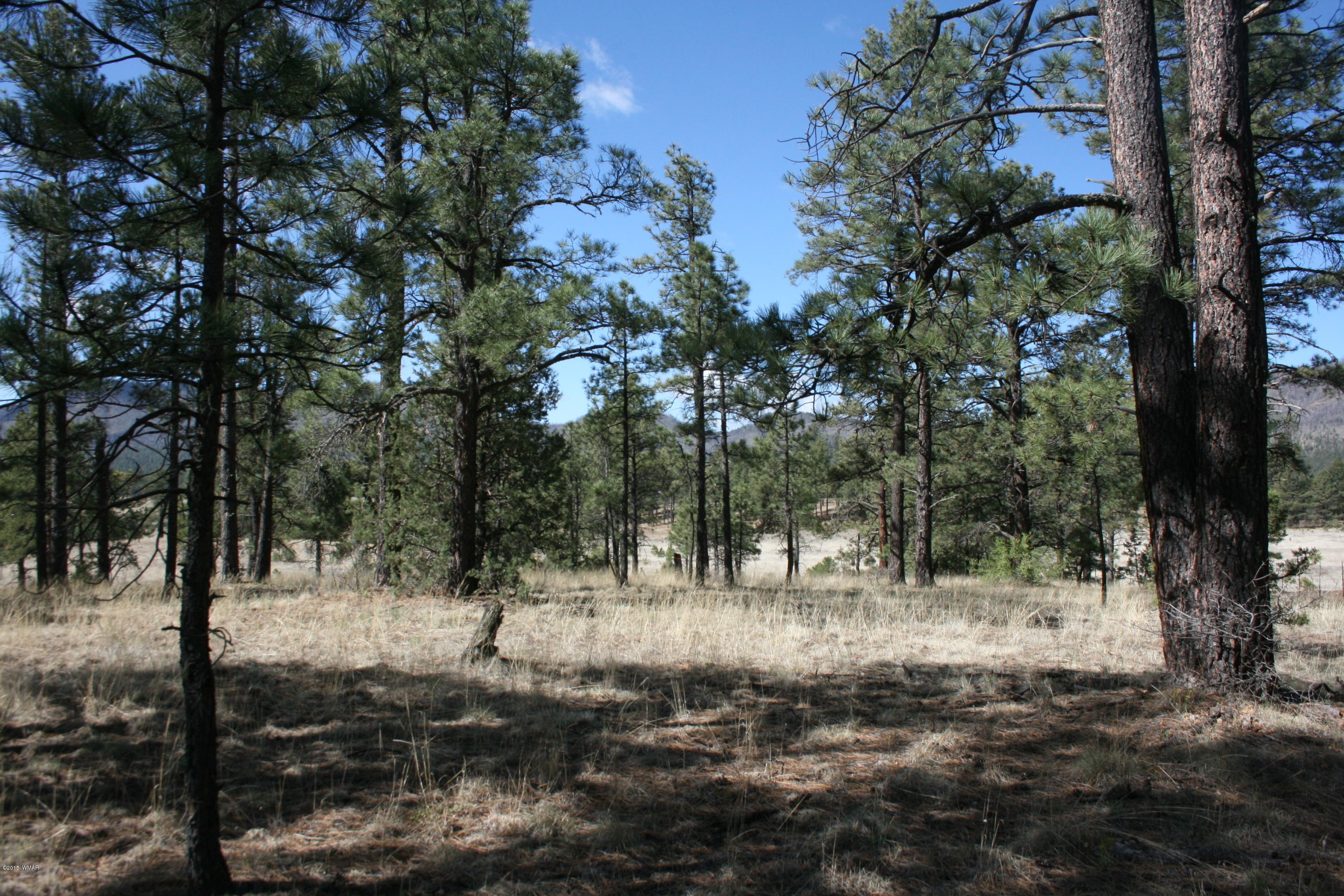11 B L Z Ranch Road Alpine, AZ 85920 - Photo 6 of 43
