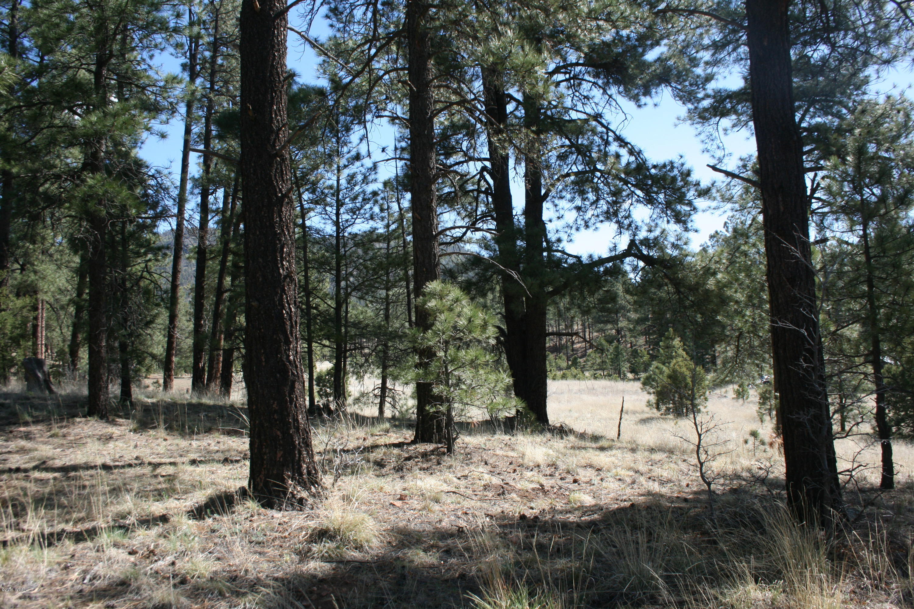 11 B L Z Ranch Road Alpine, AZ 85920 - Photo 8 of 43