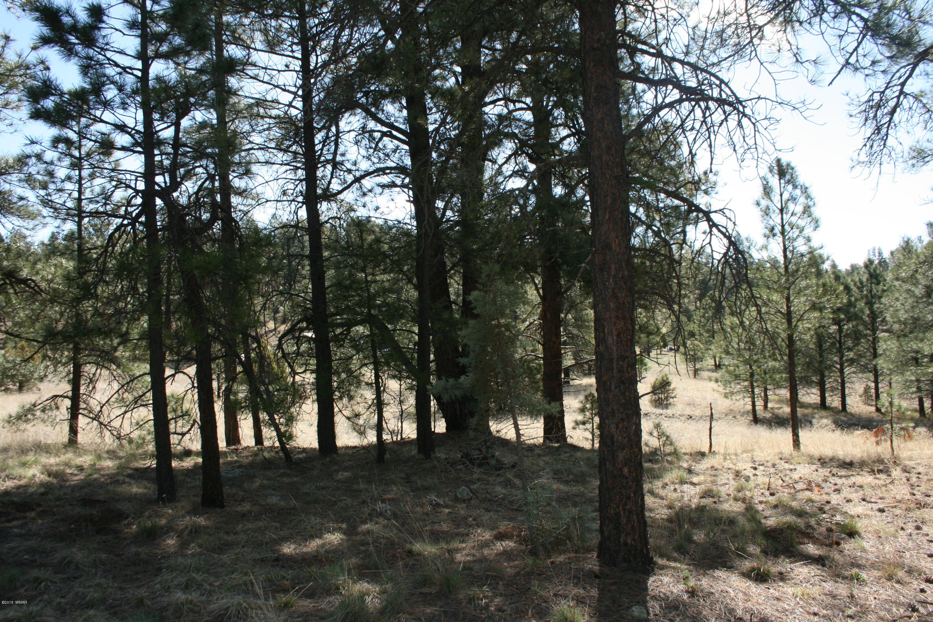 11 B L Z Ranch Road Alpine, AZ 85920 - Photo 10 of 43