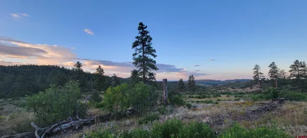 a view of a forest with trees in the background