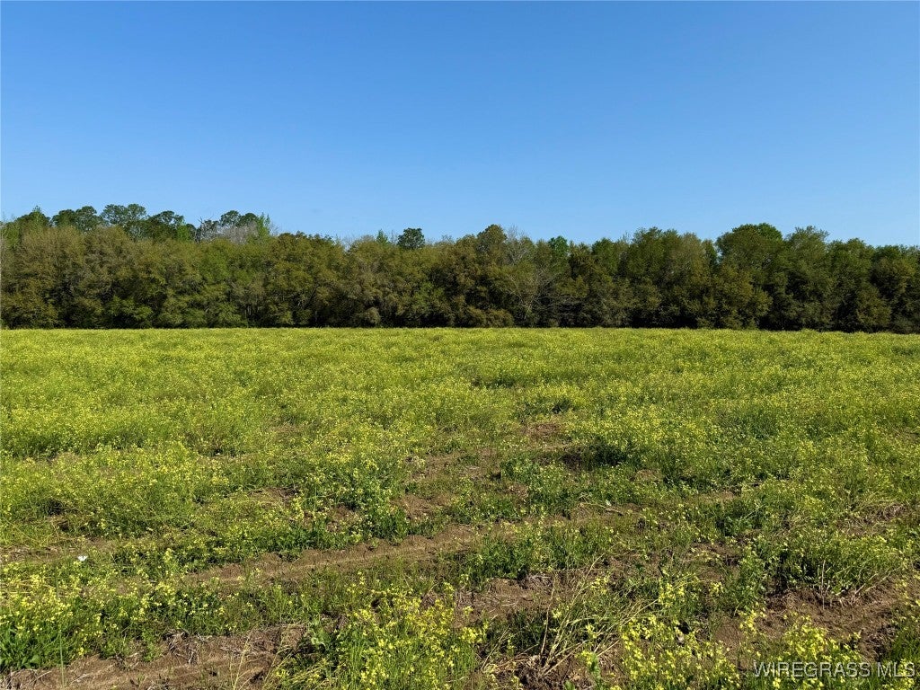 10.3-acres Red Oak Road Florala, AL 36442 - Photo 8 of 12 Gallery Image 8
