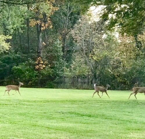 830 East Francis Road New Lenox, IL 60451 - Photo 19 of 20