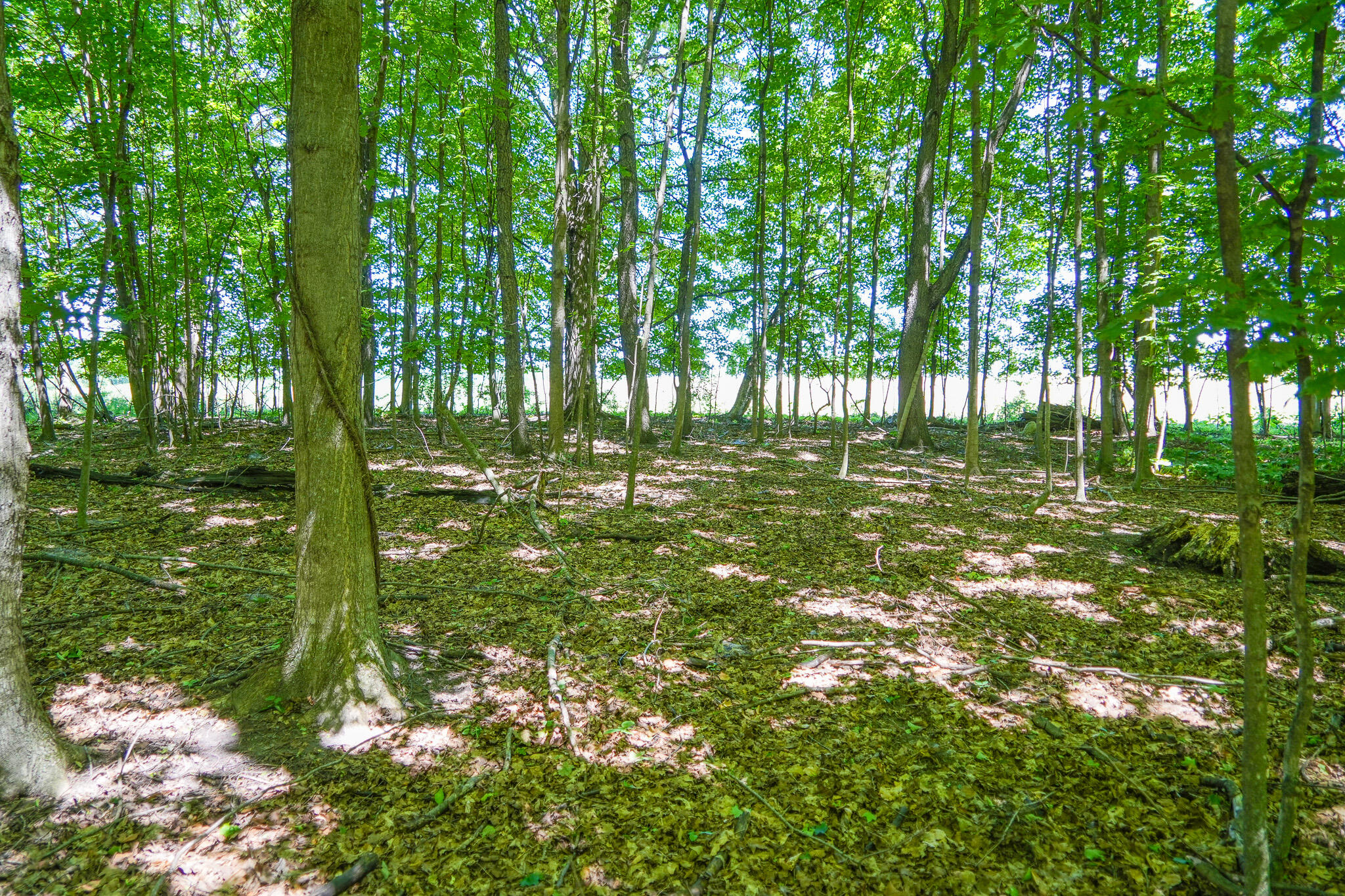 131.43 East Hazel Road Hart, MI 49420 - Photo 84 of 87 DSC00516